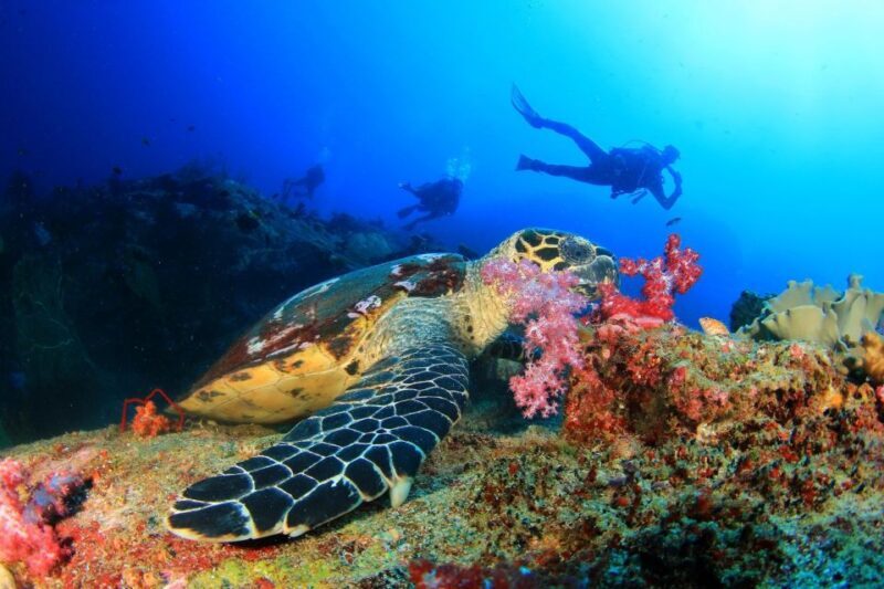 Belek: Scuba Diving in the Mediterranean Sea - The Sum Up
