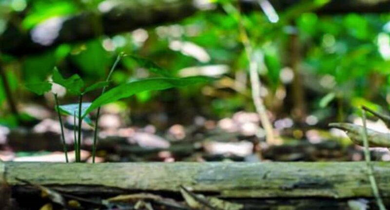 Belém: Half-Day Furos Boat Tour & Riverside Community Visit - Who Will Love This Tour?