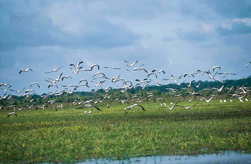 Belém: Marajó Island Day Trip with Buffalo Farm Visit - Final Thoughts