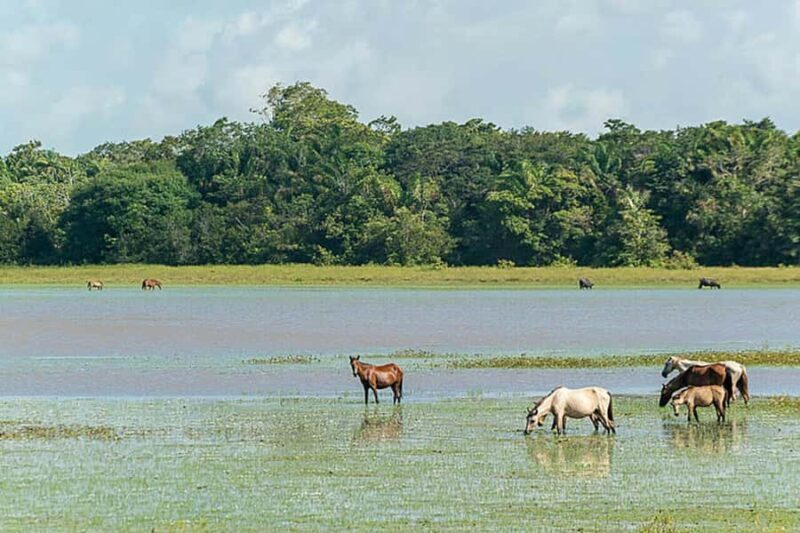 Belém: Marajó Island Day Trip with Buffalo Farm Visit - FAQ