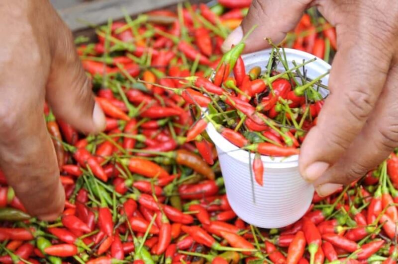 Belém: Ver-o-Peso Market and Full-Day City Tour with Lunch - A Closer Look at the Belém Tour Experience