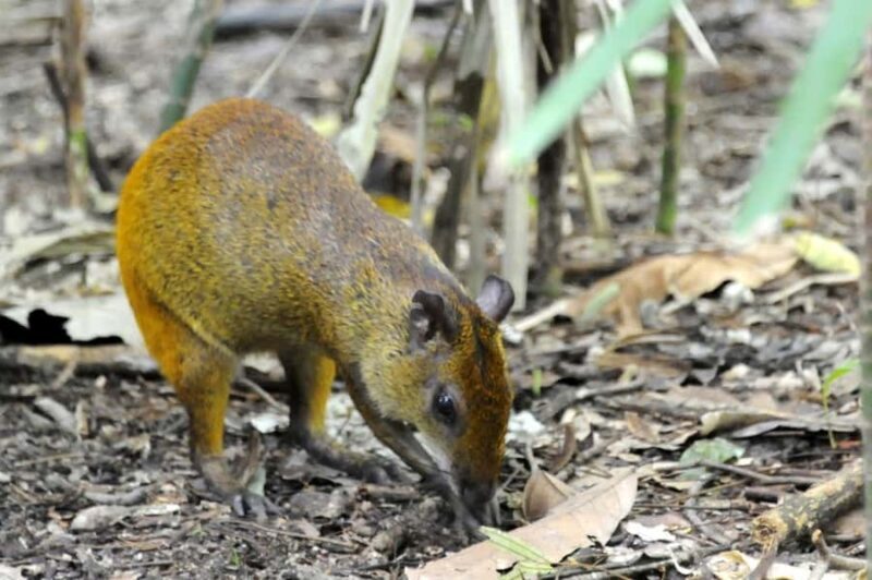 Belém: Ver-o-Peso Market and Full-Day City Tour with Lunch - Final Thoughts