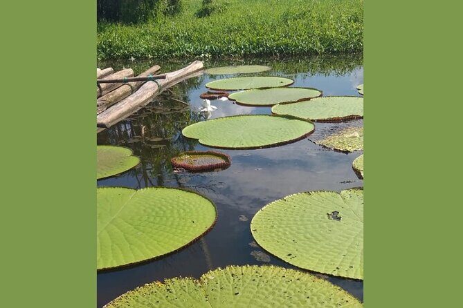 Belen Market and La Venecia Loretana Tour With A Local Guide - The Bottom Line