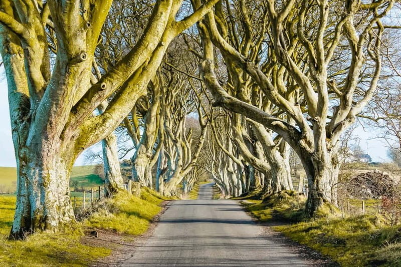 Belfast: Giant's Causeway, Dark Hedges, and Dunluce Castle - Key Points