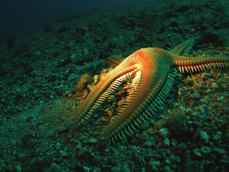 Beli - Discovery dive - FAQ