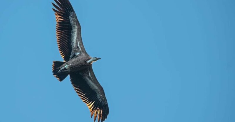Beli - Griffon Vultures Bird Watching Boat Trip - Why This Tour Stands Out
