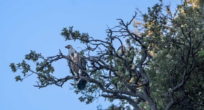 Beli - Griffon Vultures Bird Watching Boat Trip - The Itinerary: What You Can Expect