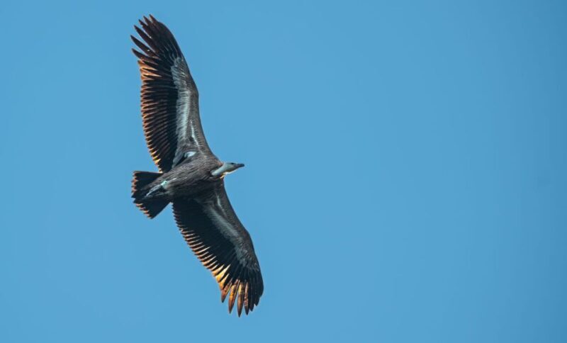 Beli - Griffon Vultures Bird Watching Boat Trip - What Past Travelers Say