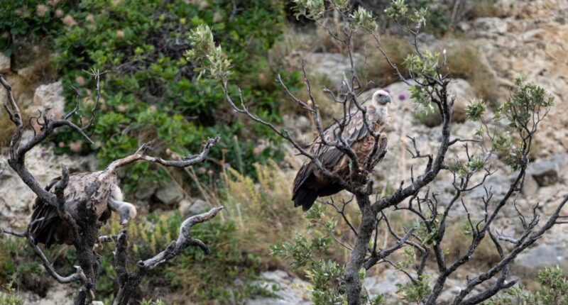 Beli - Griffon Vultures Bird Watching Boat Trip - FAQ