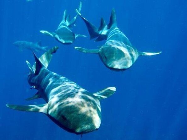 Belize Hol Chan Marine Reserve & Shark Ray Alley Snorkel Tour - Ambergris Caye - A Closer Look at the Tour Experience