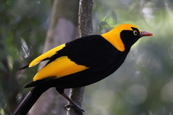 Bellthorpe Rainforest Private Tour - Experience the Bellthorpe Rainforest Private Tour