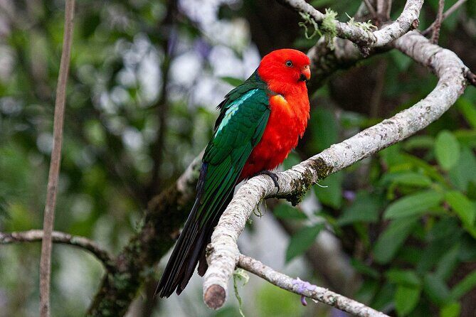 Bellthorpe Rainforest Private Tour - Key Points