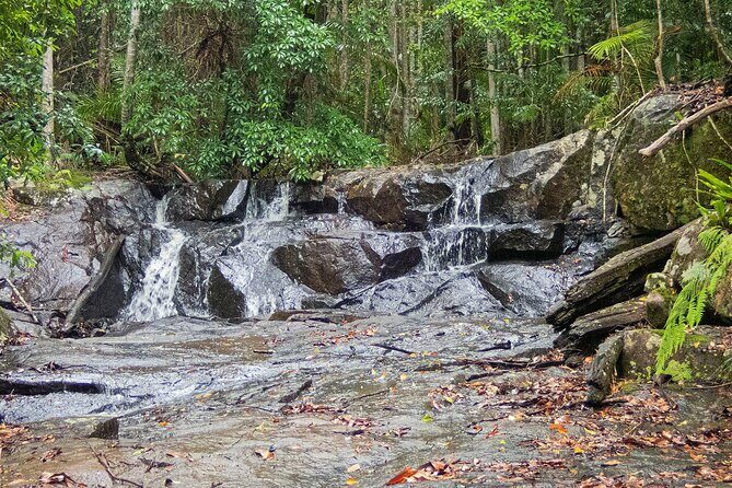 Bellthorpe Rainforest Private Tour - The Sum Up