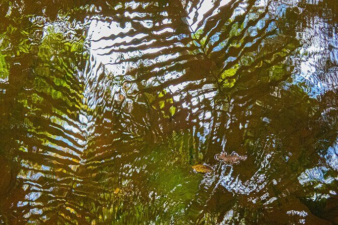 Bellthorpe Rainforest Private Tour - FAQ