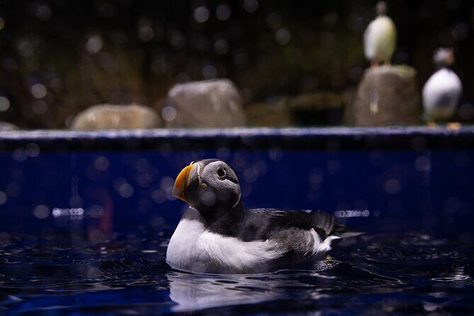 Beluga and Puffin Sanctuary Visitor Centre with Aquarium - A Warm Welcome to Iceland’s Marine and Birdlife