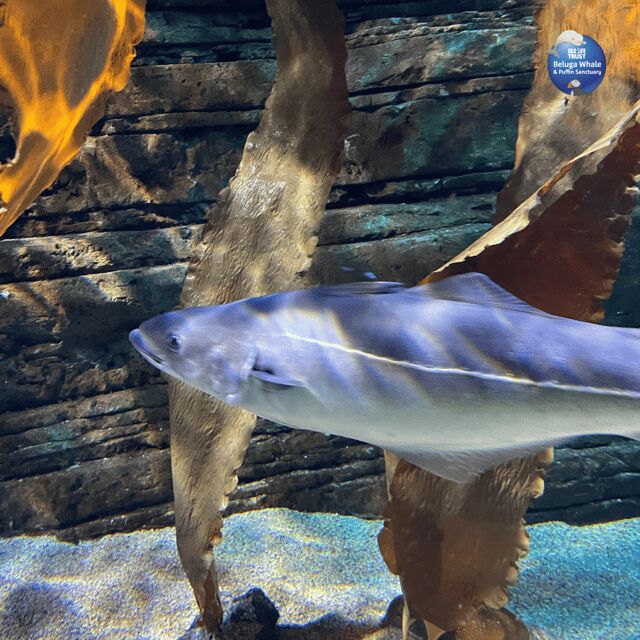 Beluga Whale Sanctuary - Admissions - FAQ