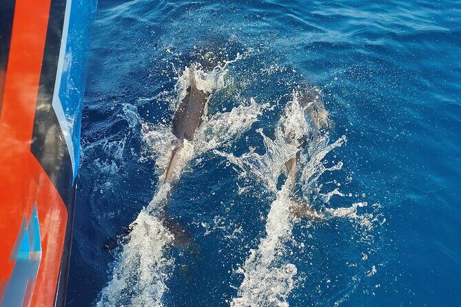 Benagil Caves and Dolphin Watching - 2.5h - The Experience in Detail