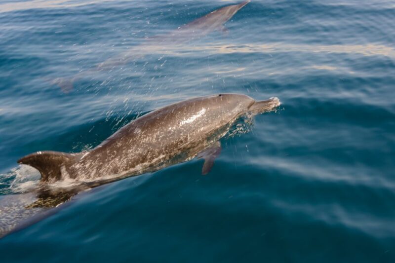 Benalmadena: Dolphin Watching Boat Tour - FAQ
