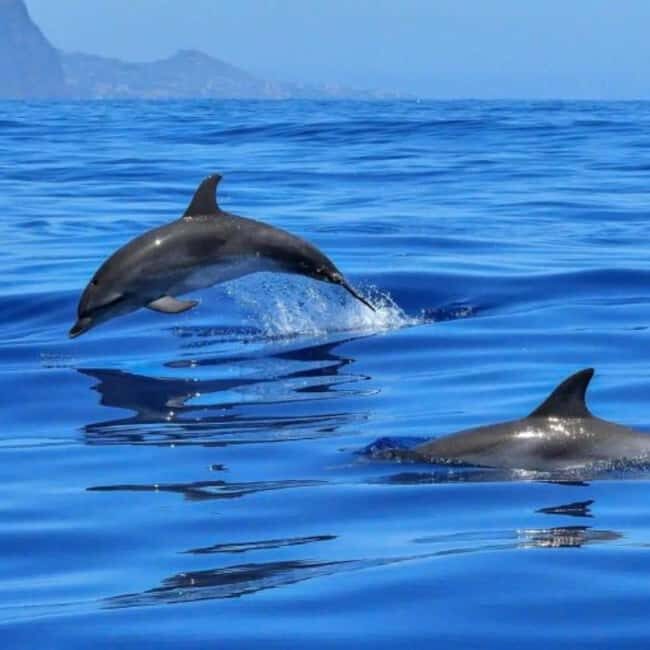 Benalmádena: Sailing & Dolphin Watching with Snacks/Drinks - Key Points