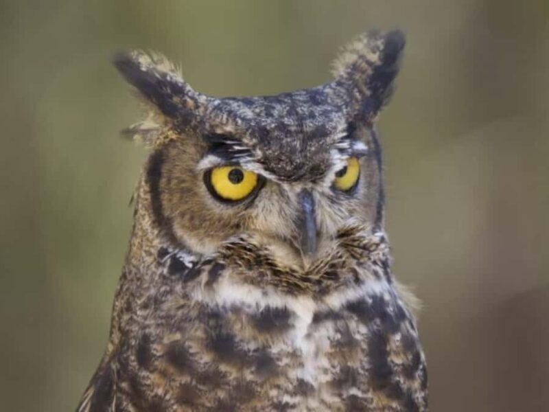 Bend: High Desert Museum Entry Ticket - Frequently Asked Questions