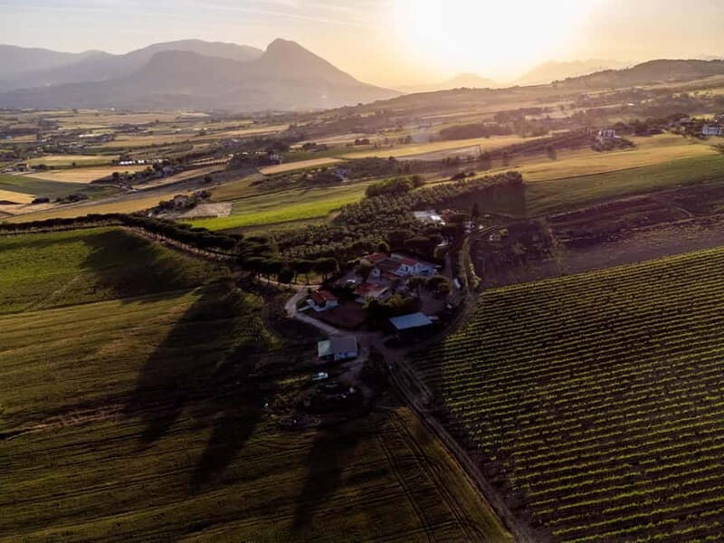 Benevento: picnic among the olive groves of the Sannio and tour of the estate - Discover the Heart of Campania: Benevento’s Olive Groves and Estate Tour