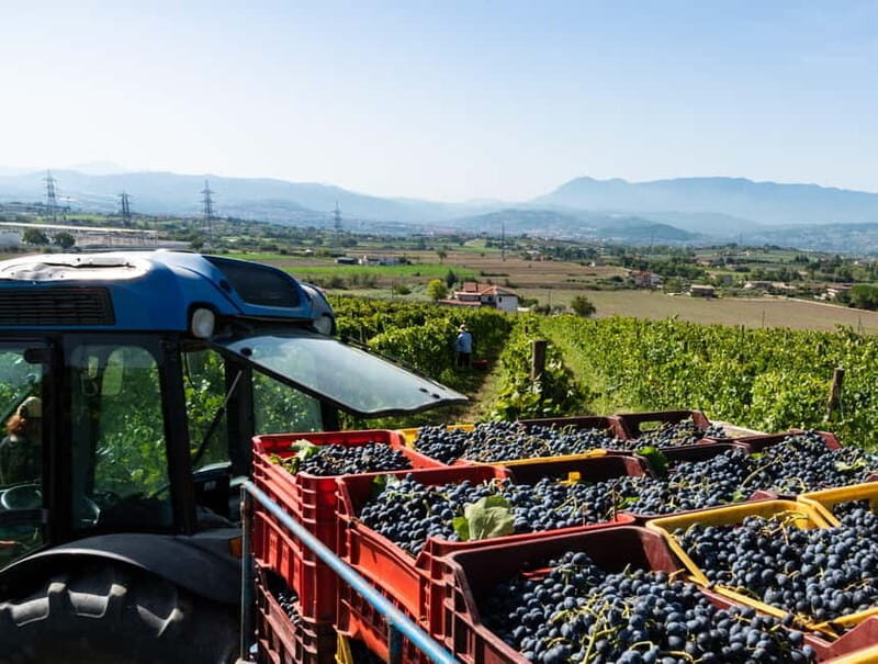 Benevento: picnic among the olive groves of the Sannio and tour of the estate - Key Points
