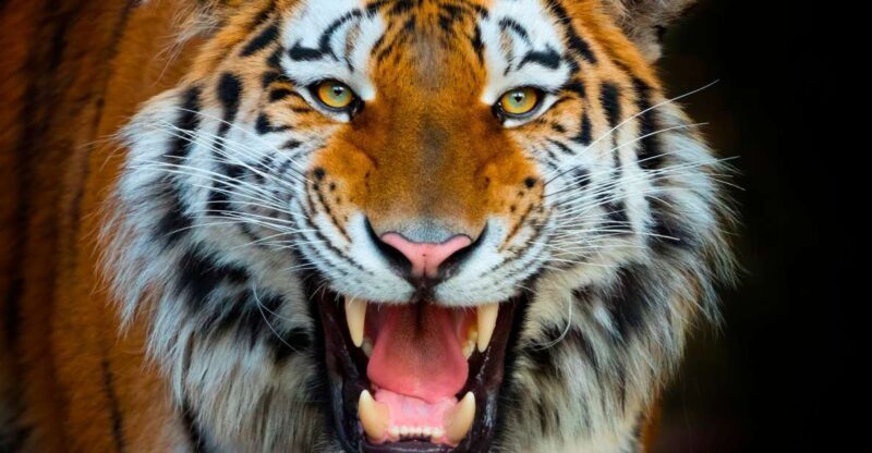Benidorm: Terra Natura Theme Park 1-Day Tickets - Key Points