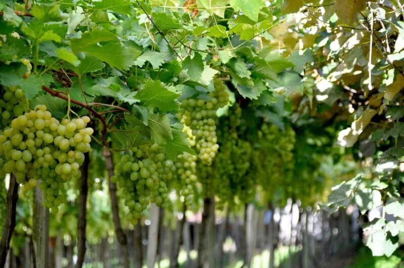 Bento: DayTour Privado Vale Vinhedos saindo de Porto Alegre - Final Thoughts on This Private Vale Vinhedos Tour