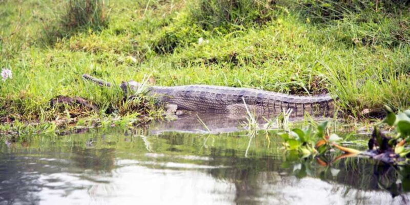 Bentota beach, River Mangroves lagoon, Wildlife Tour - Key Points