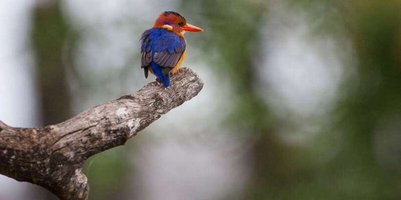 Bentota beach, River Mangroves lagoon, Wildlife Tour - A Deep Dive Into the Experience