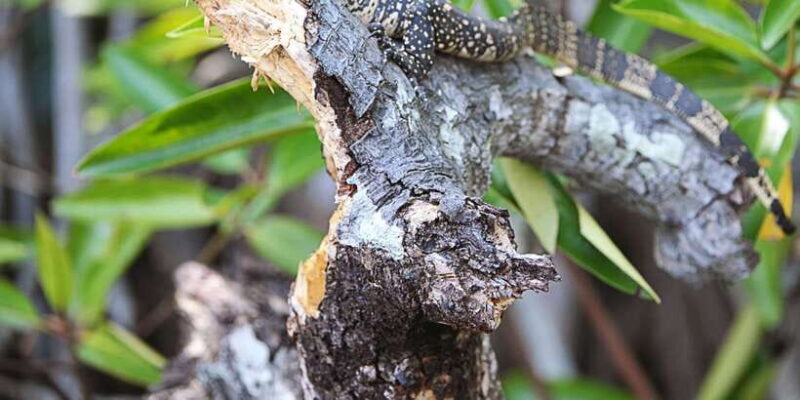 Bentota beach, River Mangroves lagoon, Wildlife Tour - FAQs