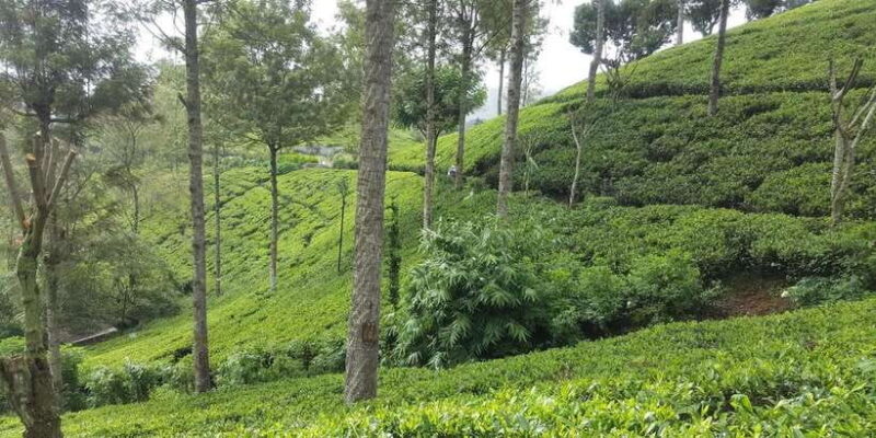 Bentota/Kalutara/Hikkaduwa: Day Trip to Ella Highlands - Considerations and Tips