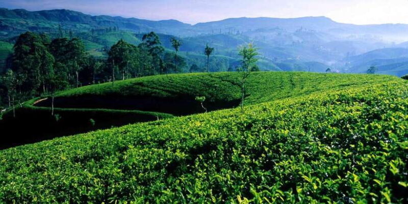 Bentota/Kalutara/Hikkaduwa: Day Trip to Ella Highlands - Key Points