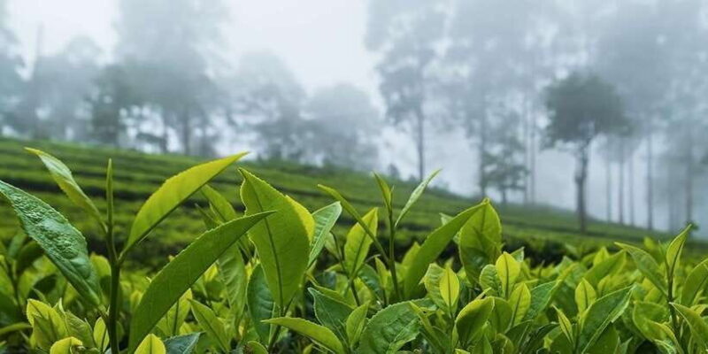 Bentota/Kalutara/Hikkaduwa: Day Trip to Ella Highlands - FAQ