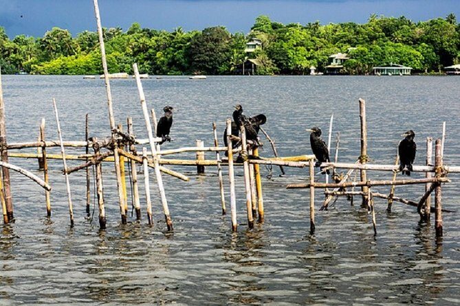 Bentota River Boat Safari with Private Boat Beruwala/Bentota/Kosgoda/Ahungalla - Final Thoughts