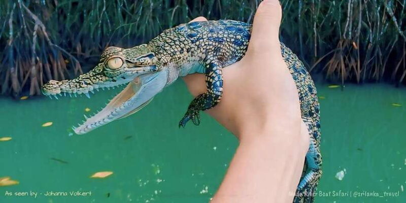 Bentota River Safari -Ahungalla/Bentota/Aluthgama/Kosgoda - An In-Depth Look at the Bentota River Safari Experience