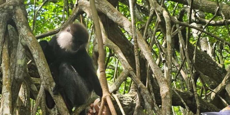 Bentota River Safari -Ahungalla/Bentota/Aluthgama/Kosgoda - FAQ