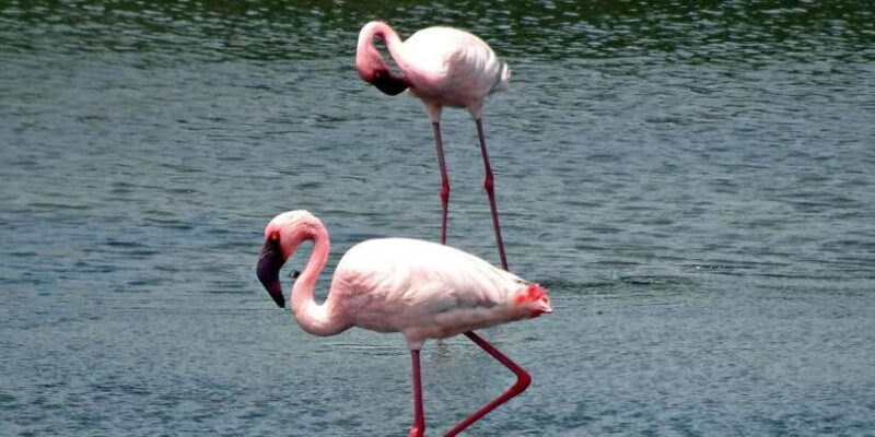 Bentota: swampboat Ride Through Mangrove Forest - Bentota: Swampboat Ride Through Mangrove Forest — An Authentic Sri Lankan Experience
