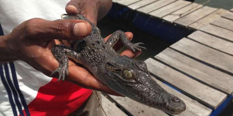 Bentota: swampboat Ride Through Mangrove Forest - Who Will Love This Experience?