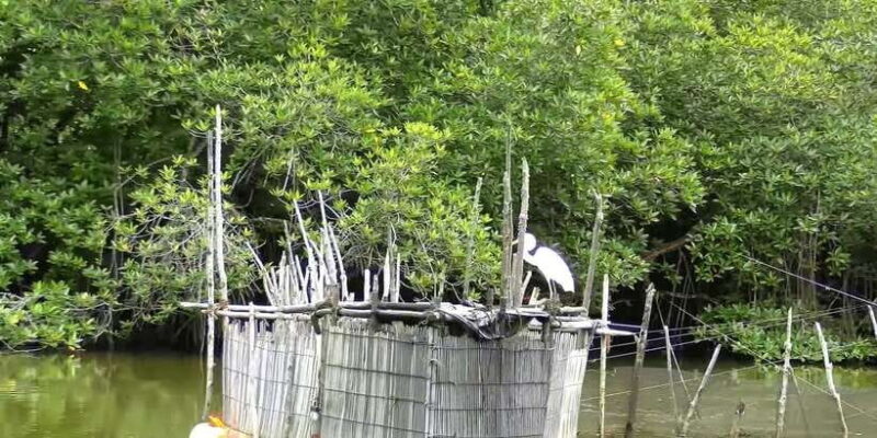 Bentota: swampboat Ride Through Mangrove Forest - Final Thoughts