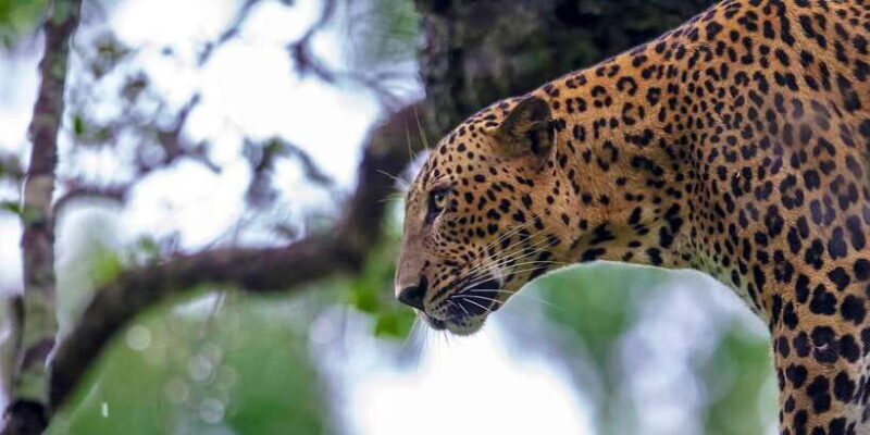 Bentota: Yala National Park Safari Jeep Tour in a 4x4 - FAQ