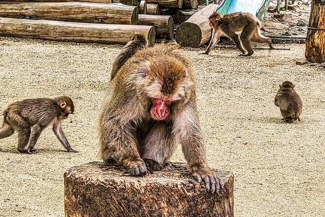 Beppu Guided Private City Tour with Transport - FAQ