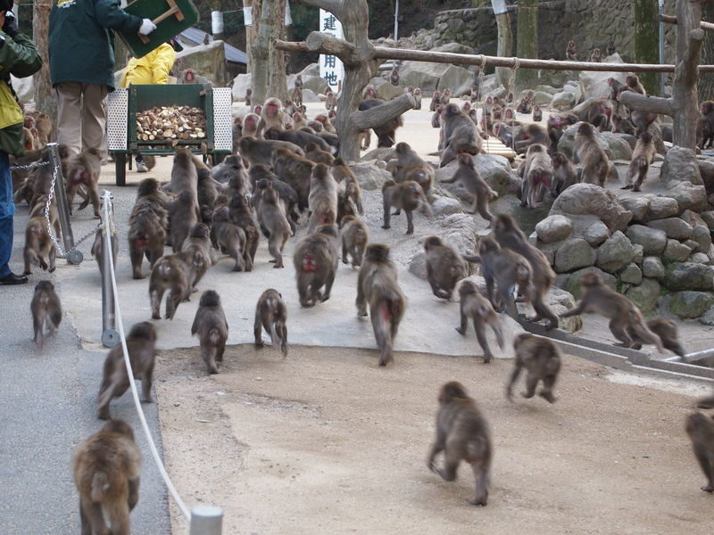 Beppu & Yufuin & Oita Private Car Tour with Driver - The true cost includes road and attraction expenses