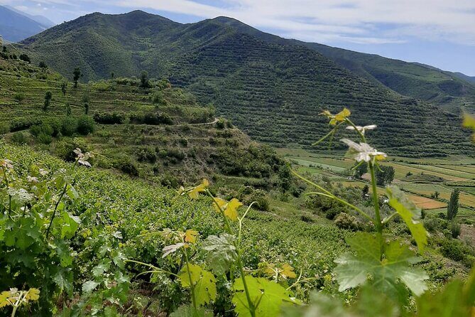 Berat 4x4 Off-Road and Vineyard Wine Tasting - Practical Details and What You Should Know