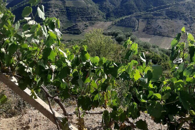Berat 4x4 Off-Road and Vineyard Wine Tasting - Final Thoughts