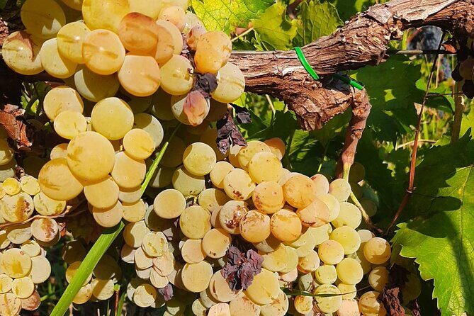 Berat 4x4 Off-Road and Vineyard Wine Tasting - FAQ