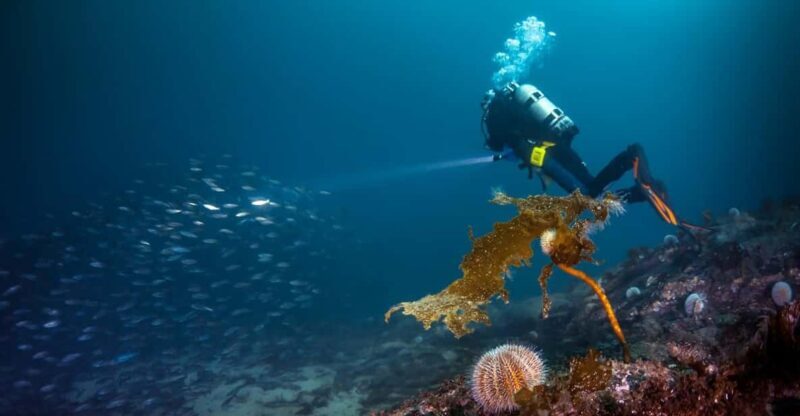 Bergen: Guided Scuba Diving - Exploring Bergen’s Underwater World: An Honest Look