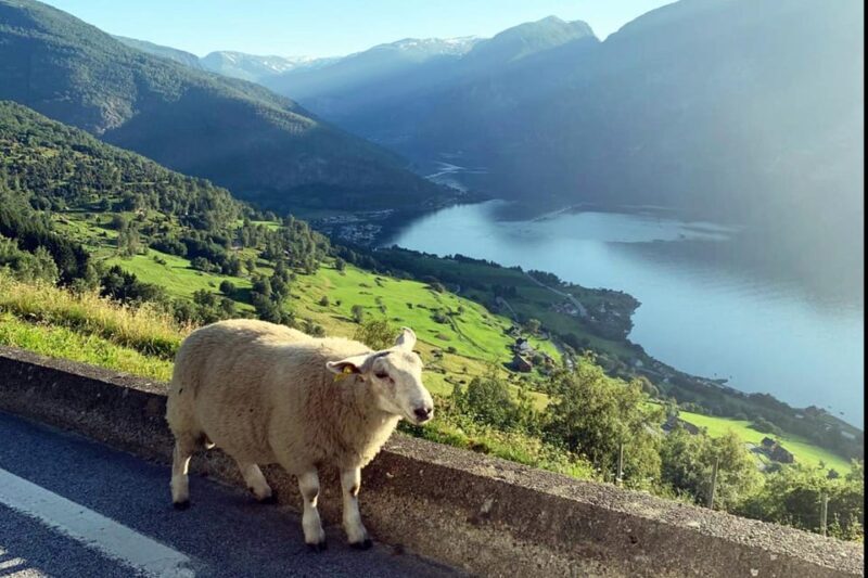 Bergen: Nærøyfjord Cruise & Flåm Railway Day Trip to Oslo - FAQ