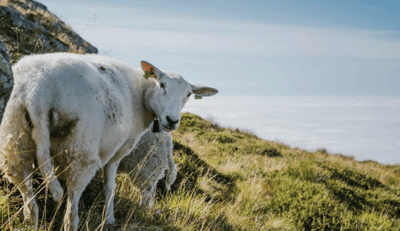Bergen: Round-Trip Ulriken Cable Car Ticket - FAQ