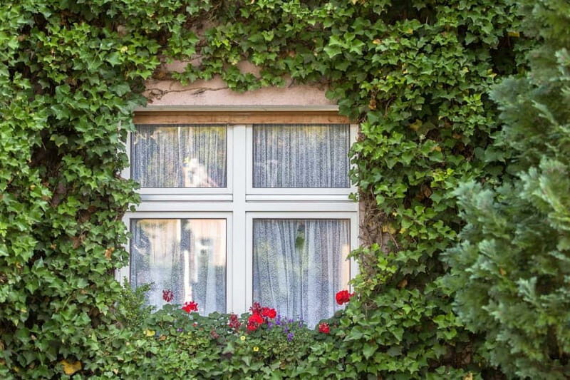 Berlin: Botanic Garden Berlin Entry Ticket with Audio Guide - How It Compares and Who Should Consider This Tour